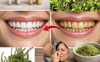 🌿 Tulsi pentru sănătatea orală: Un aliat natural pentru respirație proaspătă, gingii sănătoase și dinți puternici